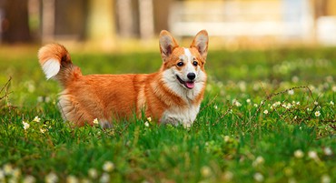 '.esc_attr__('image', 'welsh-corgi').'