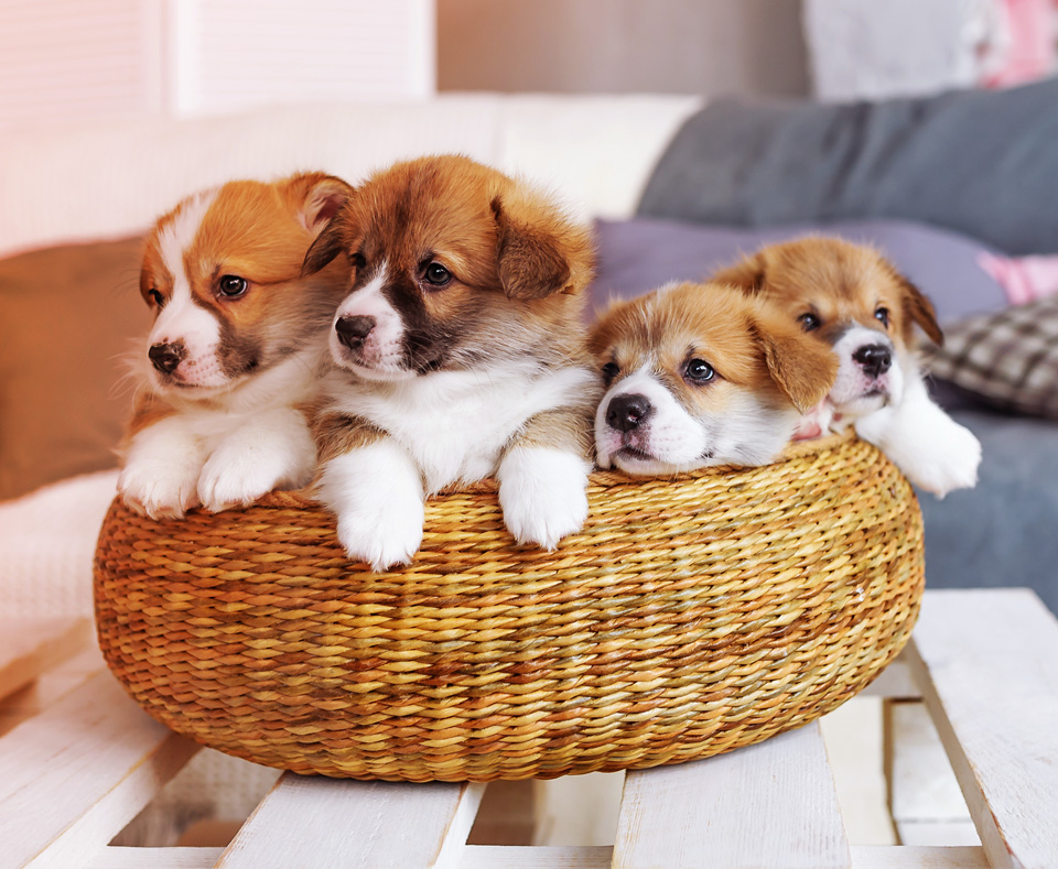 How to Treat?