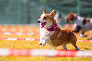 AKC National Agility Championship Winning