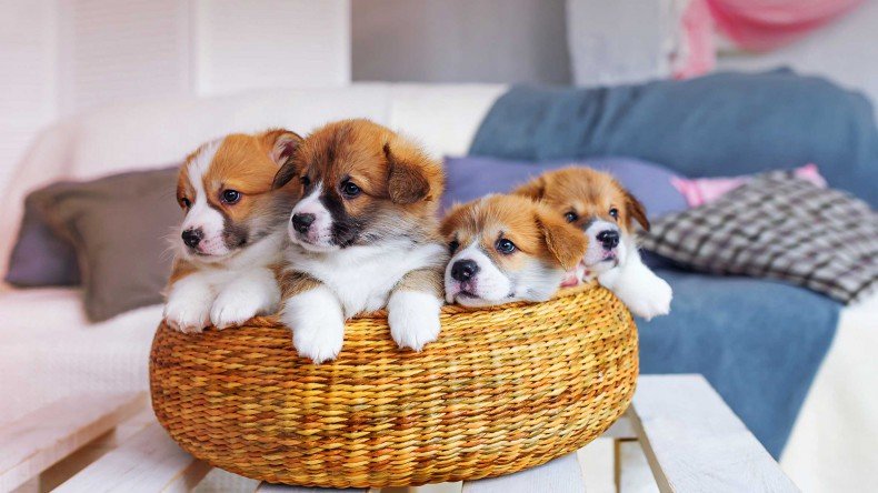 Pembrokeshire and Cardiganshire Puppies